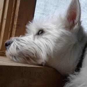 Meet your Posher, Joyce